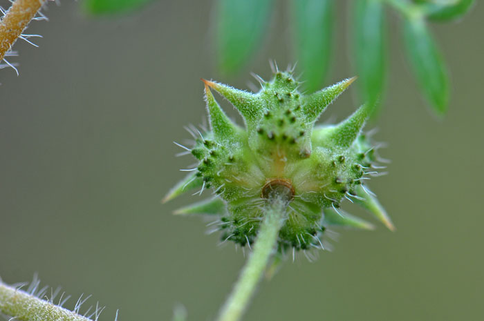 Goathead Seed Pod