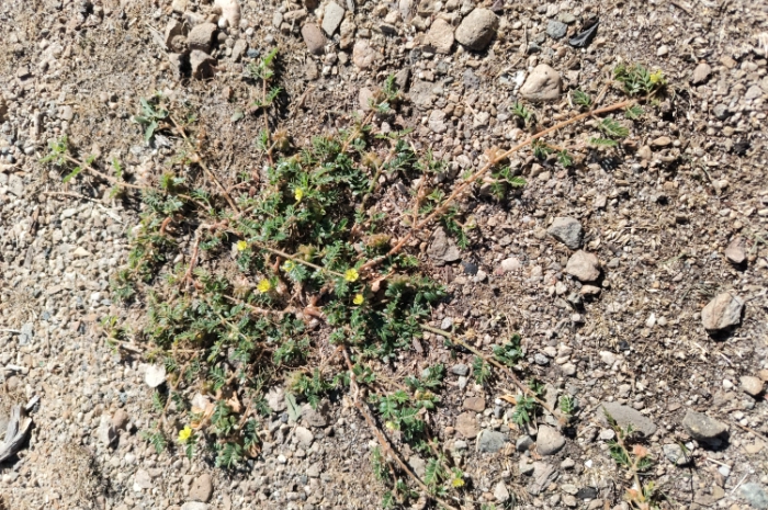 Goathead Weed