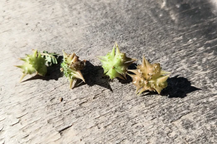 Seed Pods